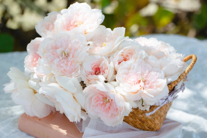 Rose 'Jia Shu' 家书 - New Varieties 2021