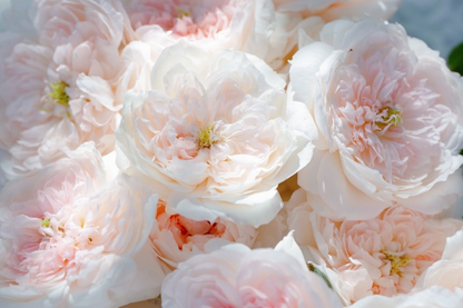 Rose 'Jia Shu' 家书 - New Varieties 2021