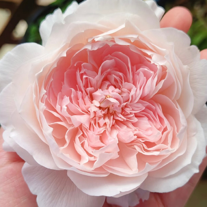Rose 'Jia Shu' 家书 - New Varieties 2021