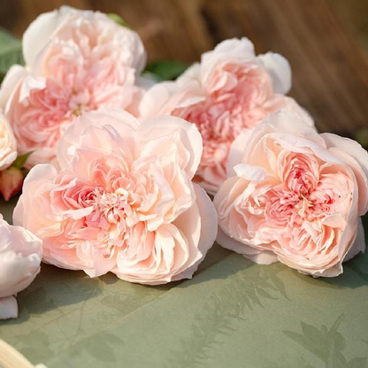 Rose 'Jia Shu' 家书 - New Varieties 2021