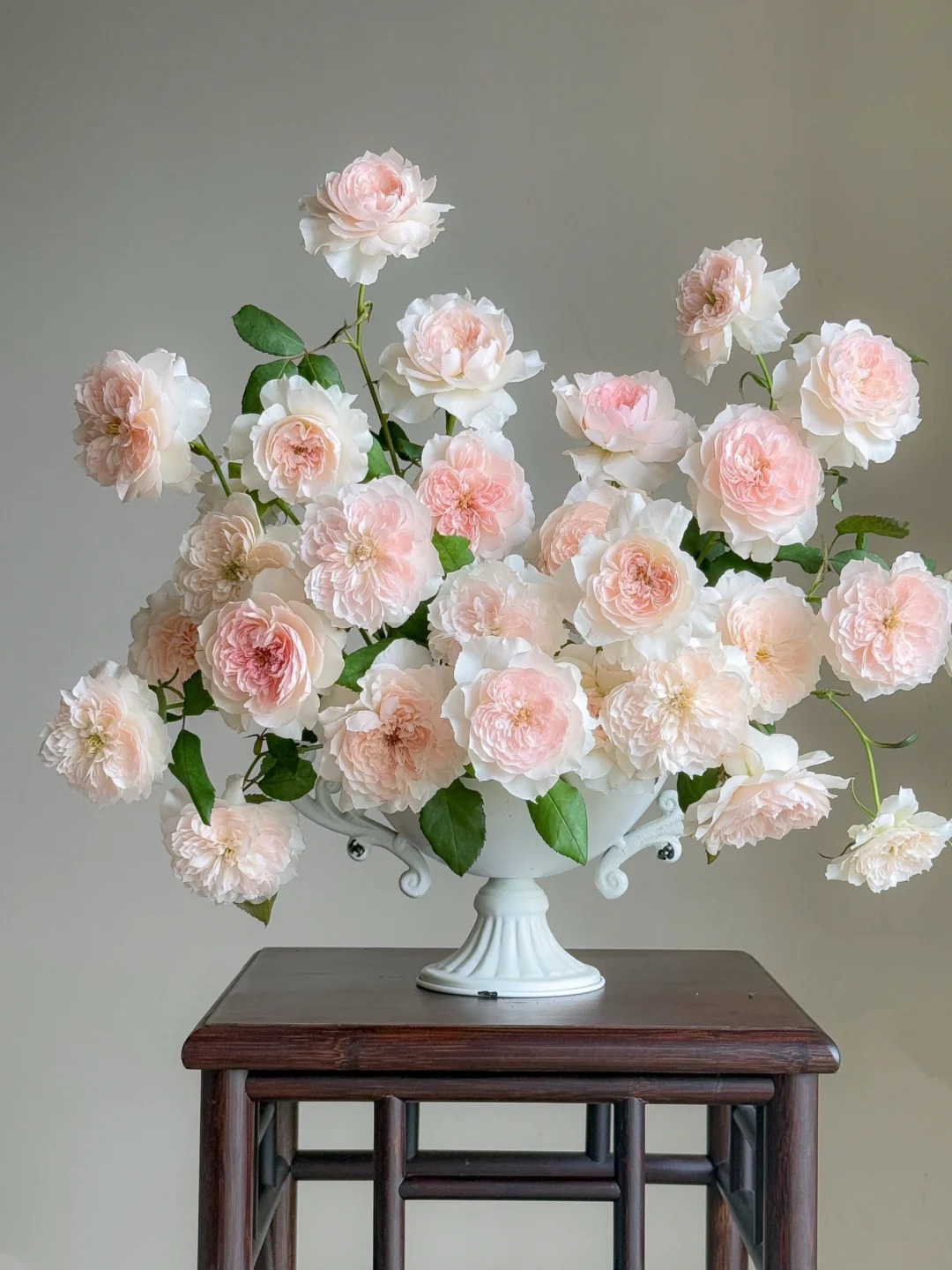 Rose 'Jia Shu' 家书 - New Varieties 2021