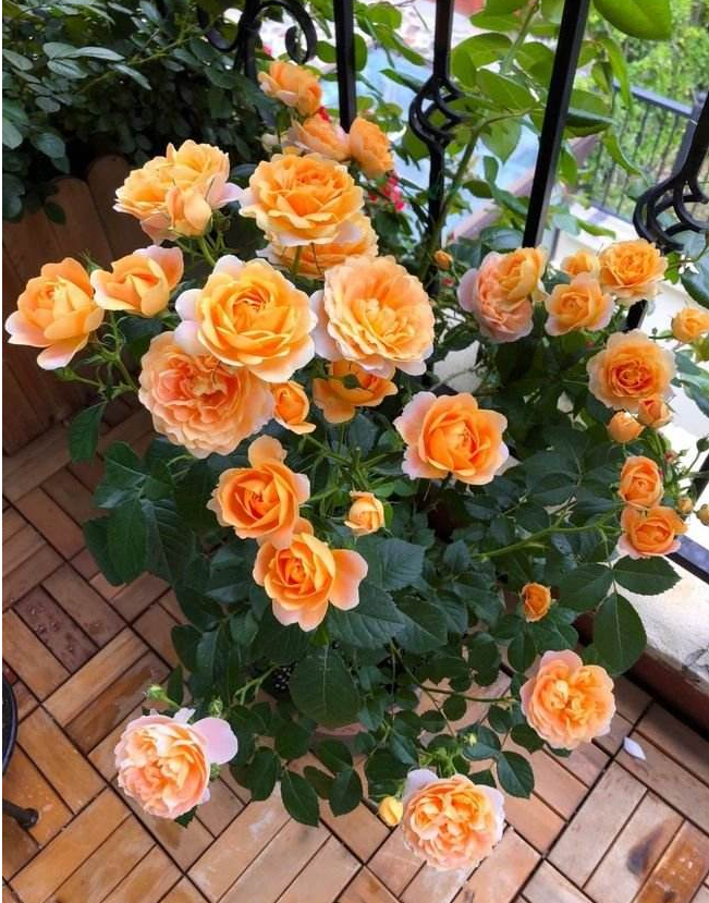 Rosa 'Juiced Terrazza '果汁阳台