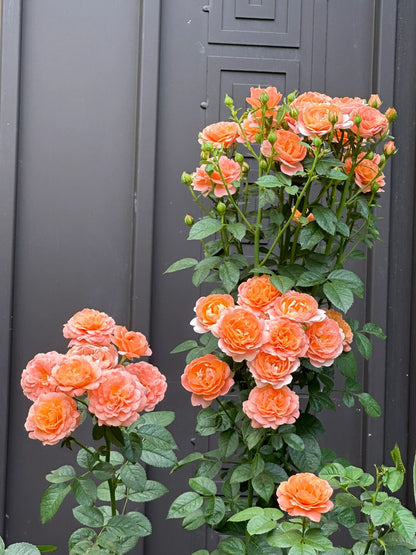 Rosa 'Juiced Terrazza '果汁阳台
