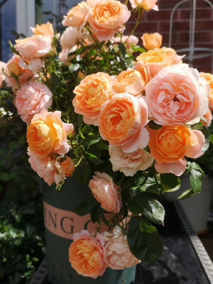 Rosa 'Juiced Terrazza '果汁阳台