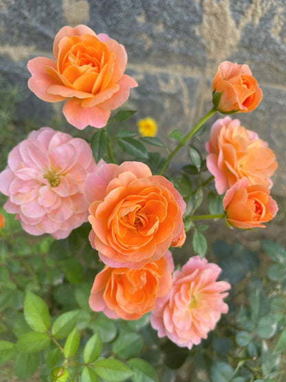 Rosa 'Juiced Terrazza '果汁阳台