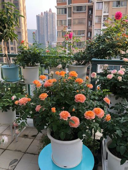 Rosa 'Juiced Terrazza '果汁阳台