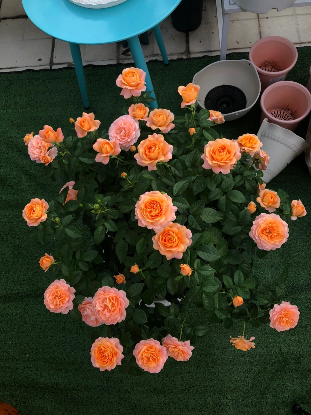 Rosa 'Juiced Terrazza '果汁阳台