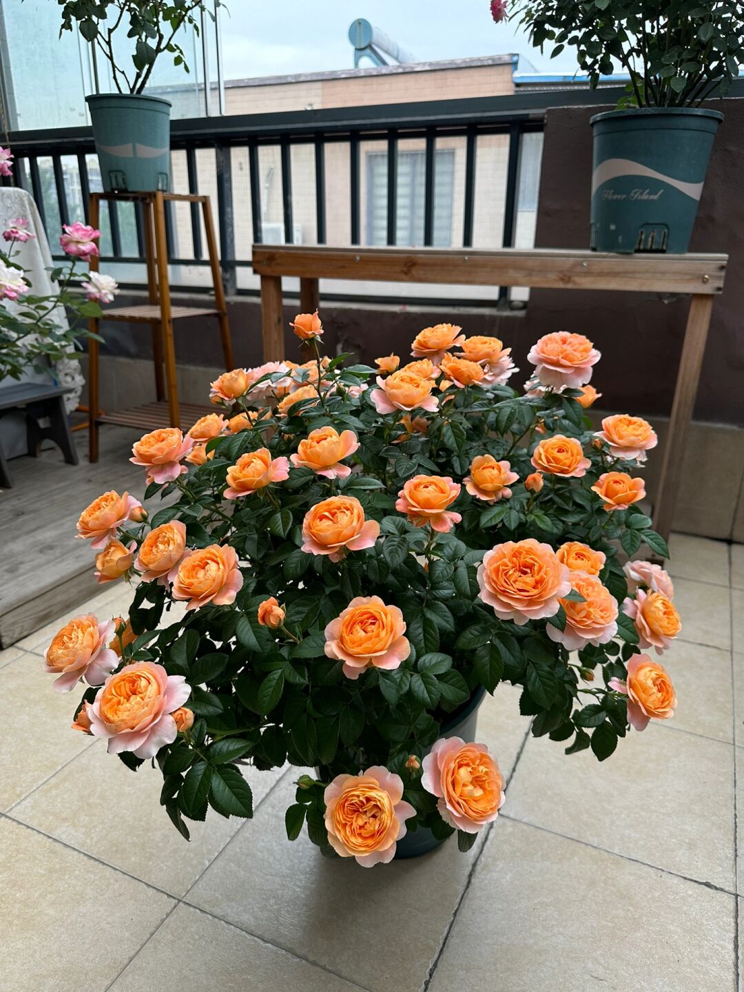Rosa 'Juiced Terrazza '果汁阳台