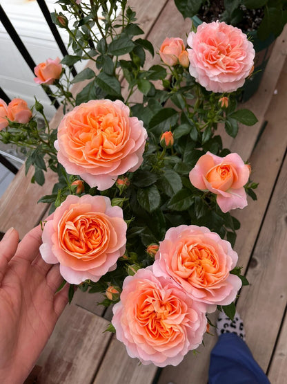 Rosa 'Juiced Terrazza '果汁阳台