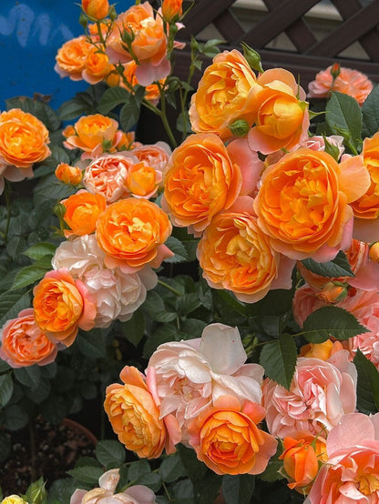 Rosa 'Juiced Terrazza '果汁阳台