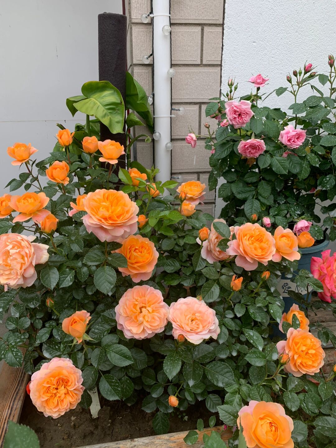Rosa 'Juiced Terrazza '果汁阳台