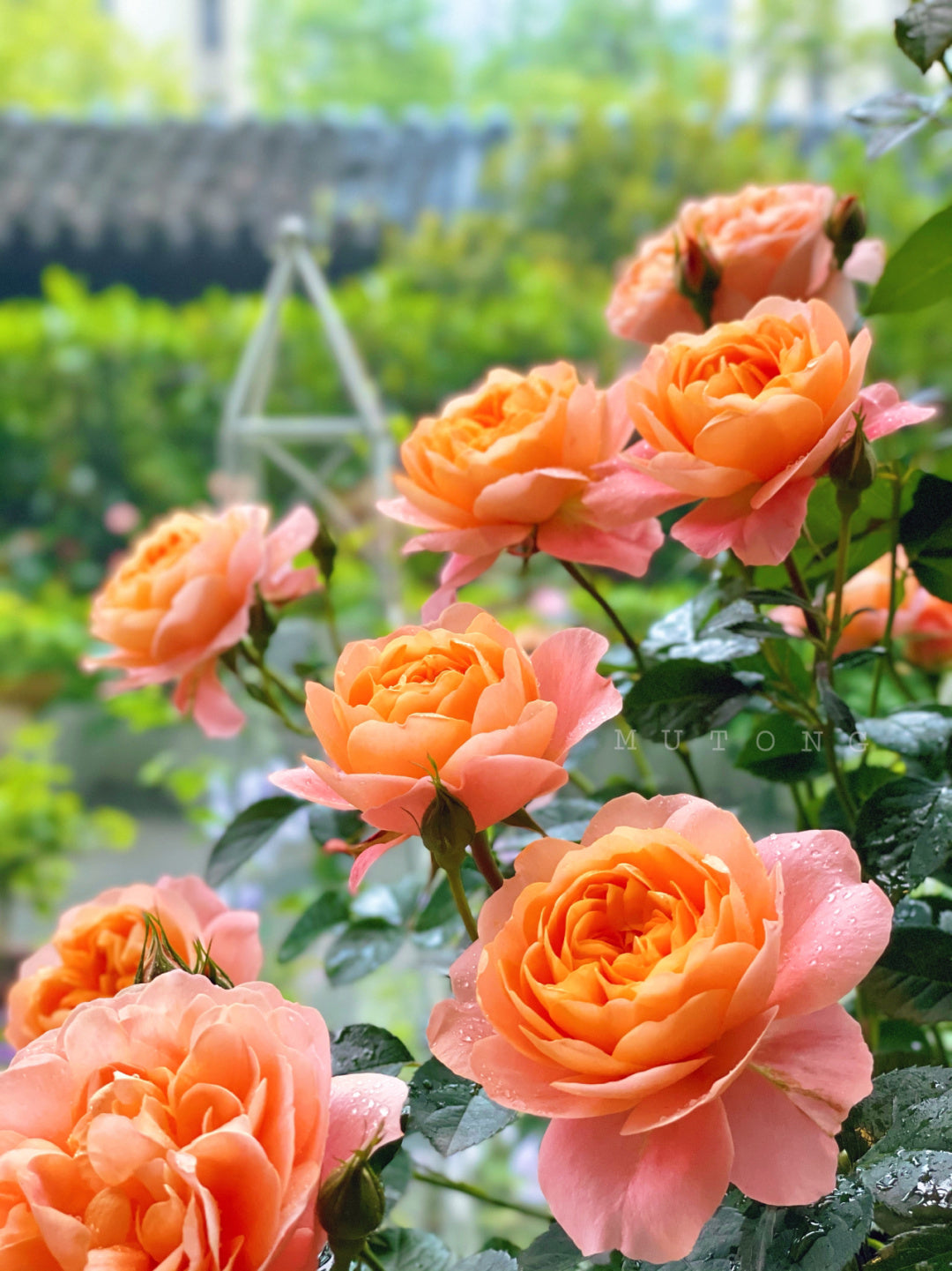 Rosa 'Juiced Terrazza '果汁阳台