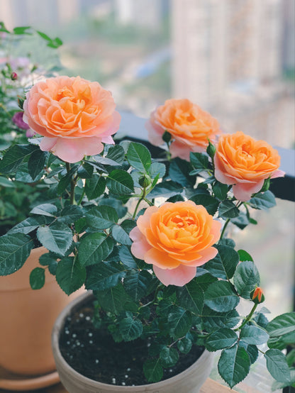 Rosa 'Juiced Terrazza '果汁阳台