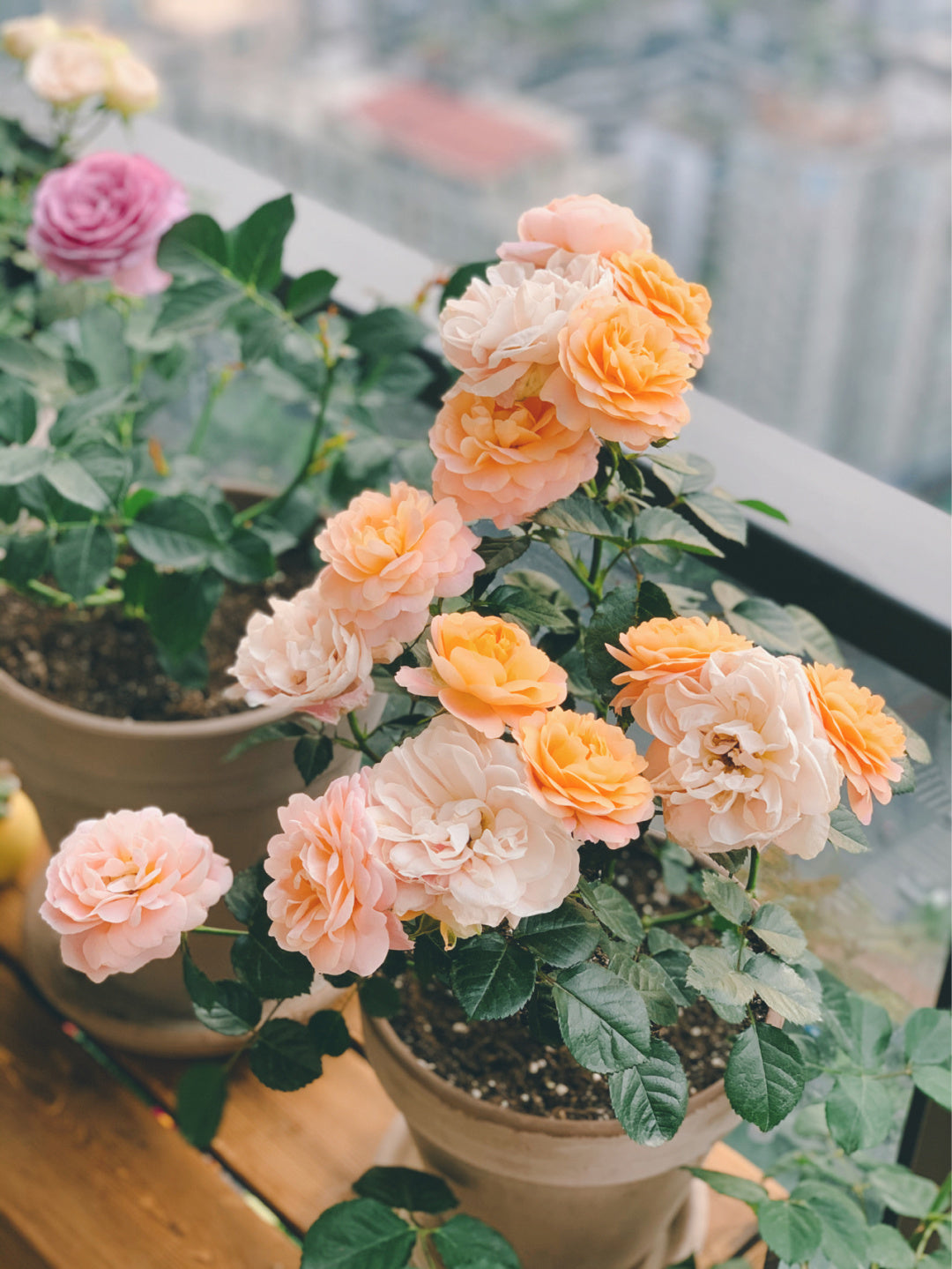 Rosa 'Juiced Terrazza '果汁阳台