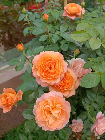 Rosa 'Juiced Terrazza '果汁阳台