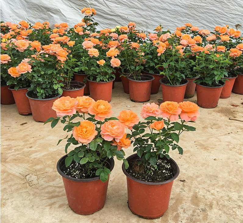 Rosa 'Juiced Terrazza '果汁阳台