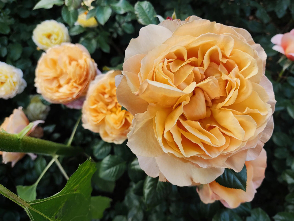 Rose'Lady Capri' 卡普里夫人