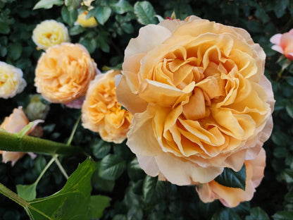 Rose'Lady Capri' 卡普里夫人