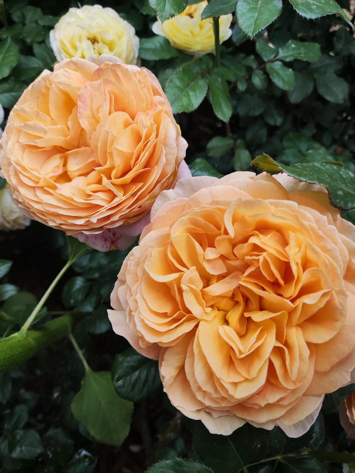 Rose'Lady Capri' 卡普里夫人