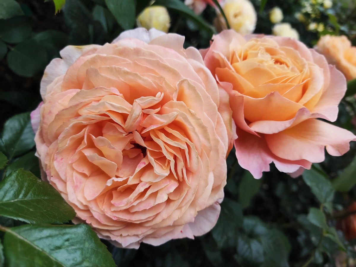 Rose'Lady Capri' 卡普里夫人