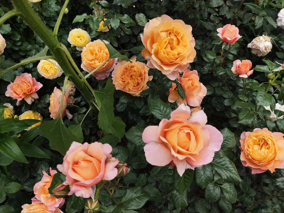 Rose'Lady Capri' 卡普里夫人