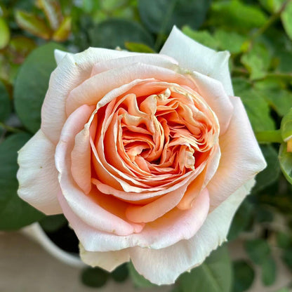 Rose'Lady Capri' 卡普里夫人