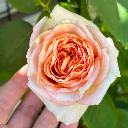 Rose'Lady Capri' 卡普里夫人