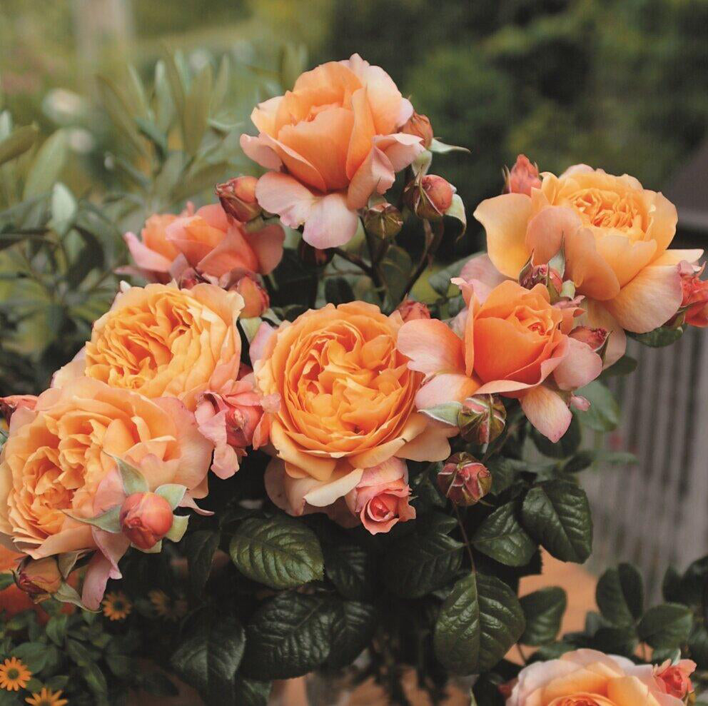 Rose'Lady Capri' 卡普里夫人