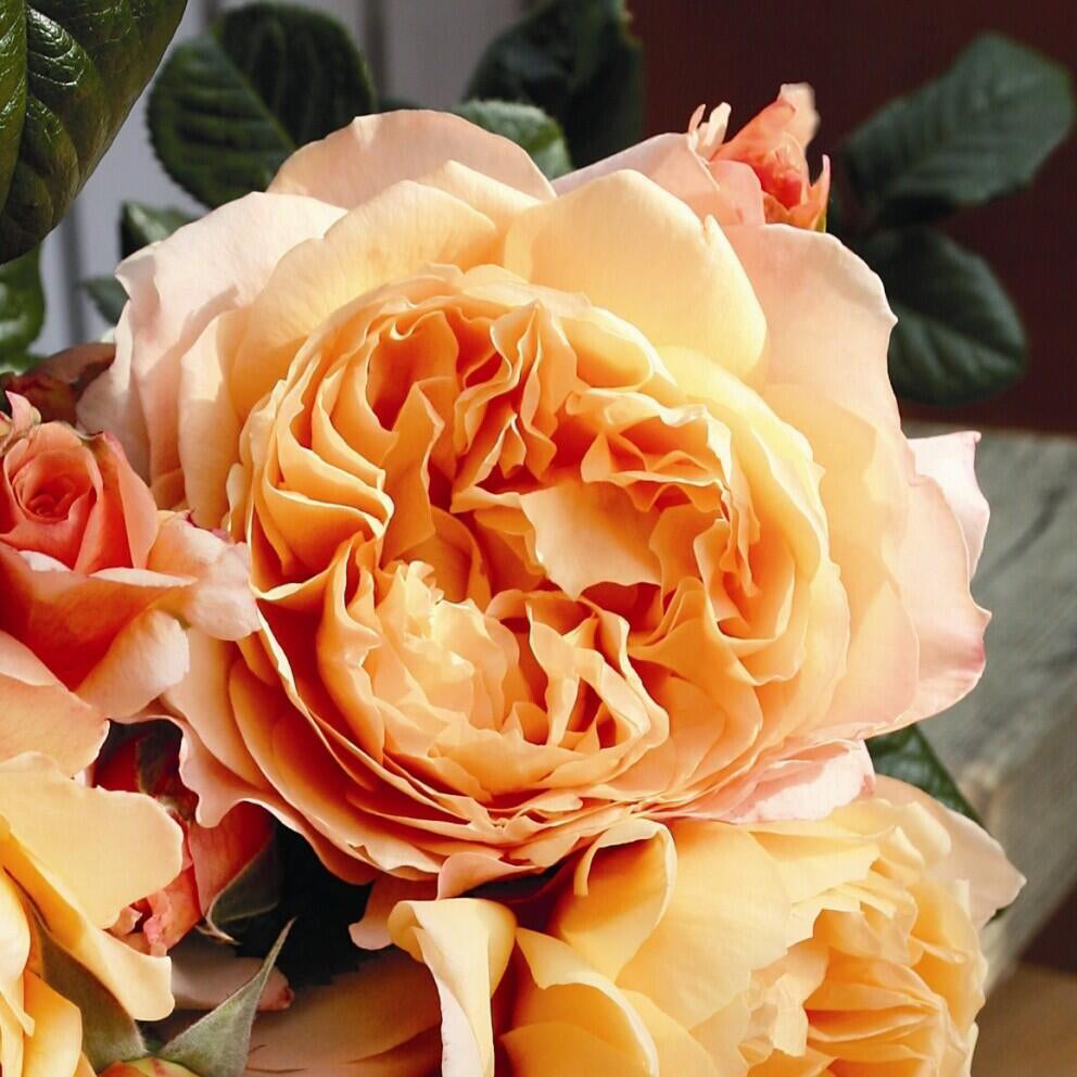 Rose'Lady Capri' 卡普里夫人