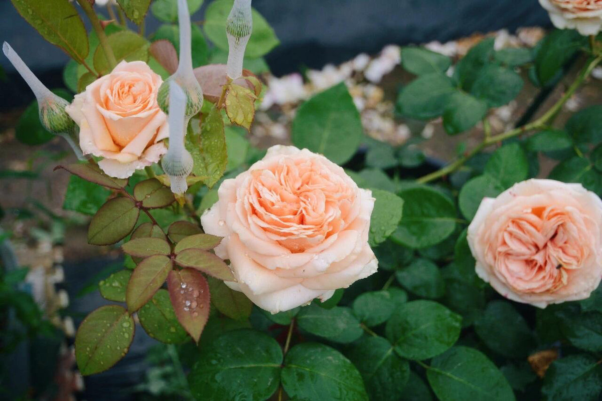 Rose'Lady Capri' 卡普里夫人