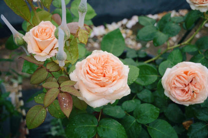 Rose'Lady Capri' 卡普里夫人