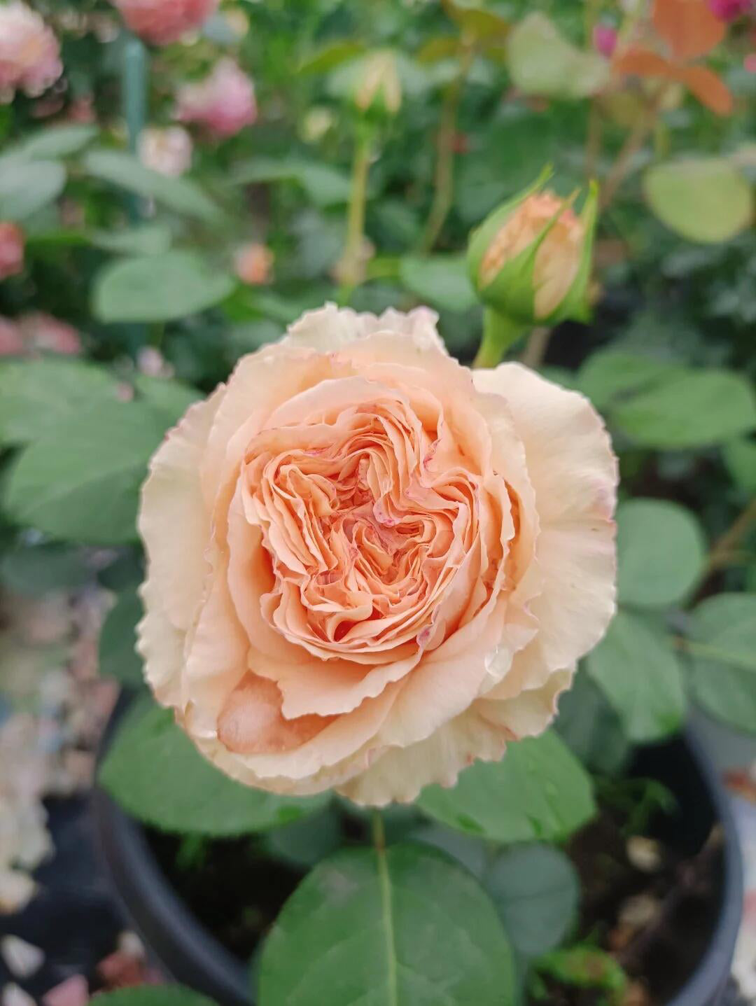 Rose'Lady Capri' 卡普里夫人