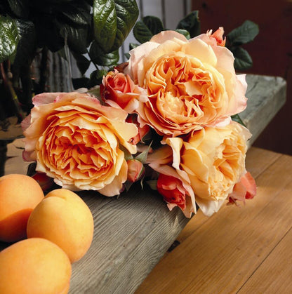 Rose'Lady Capri' 卡普里夫人