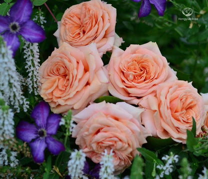 Rose'Lady Capri' 卡普里夫人