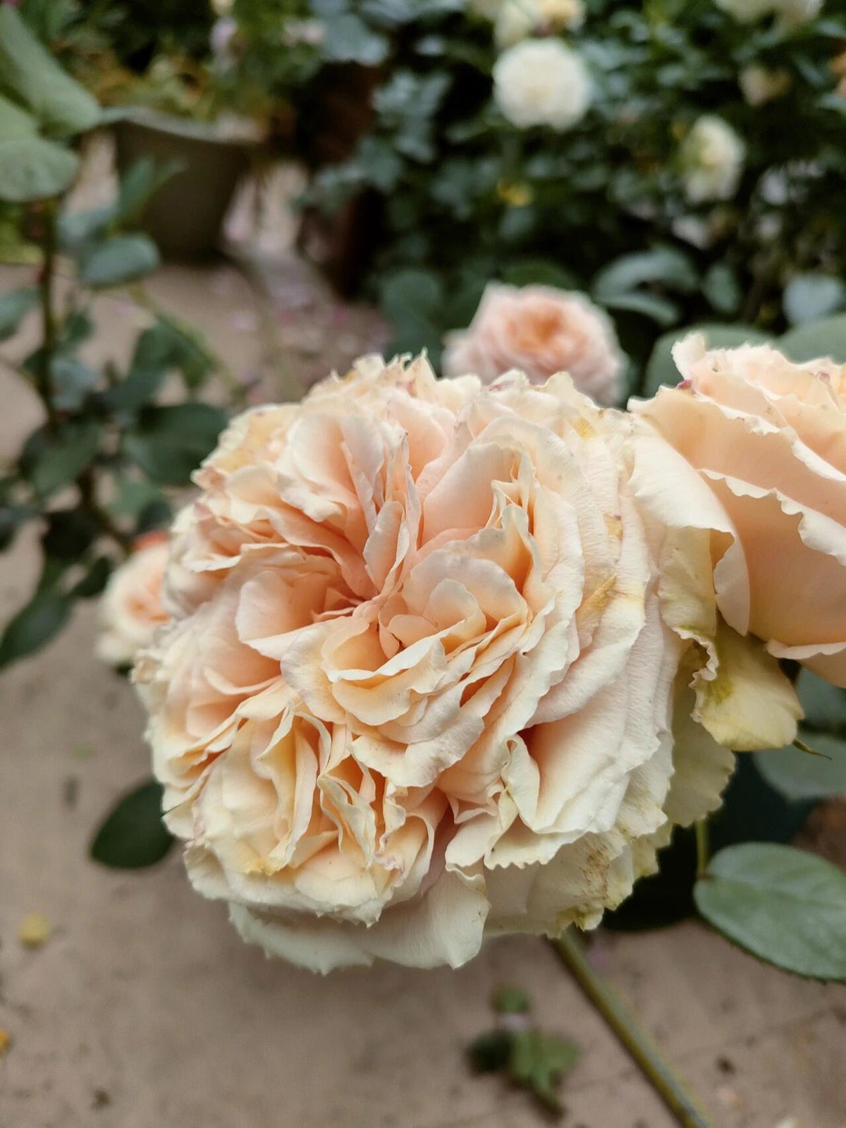 Rose'Lady Capri' 卡普里夫人