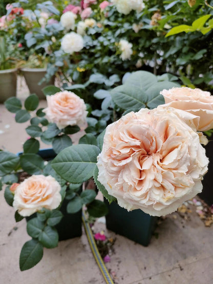 Rose'Lady Capri' 卡普里夫人