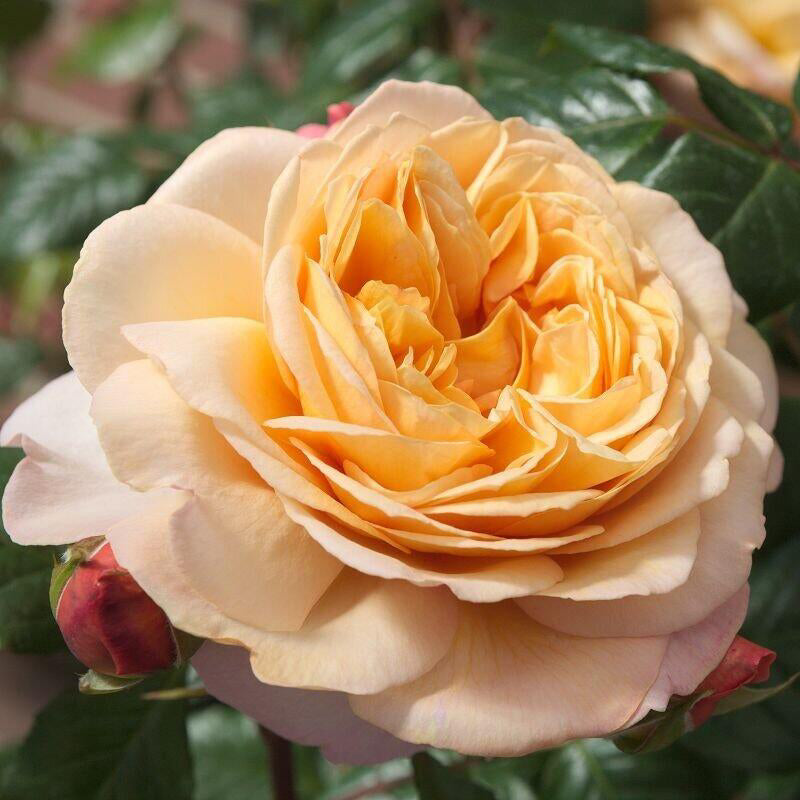 Rose'Lady Capri' 卡普里夫人