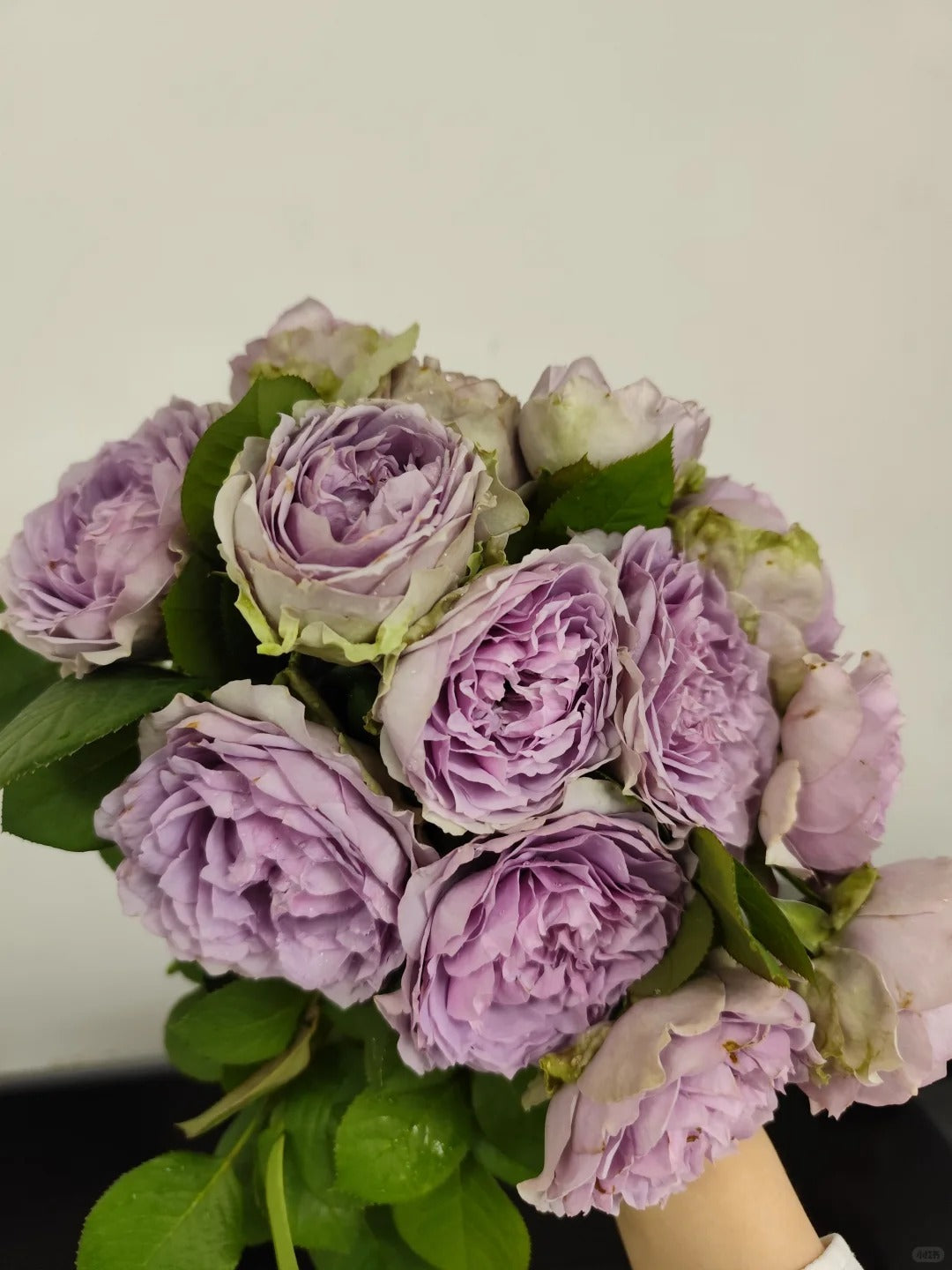 Rose ‘ Lapis Veil | ラピスベール | 青金石面纱