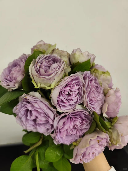Rose ‘ Lapis Veil | ラピスベール | 青金石面纱