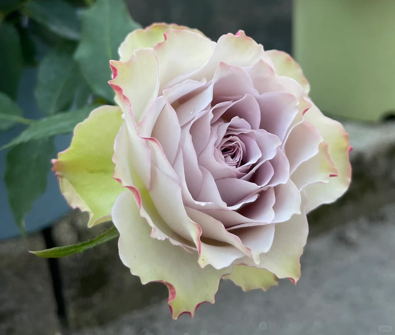 Rose ‘ Lapis Veil | ラピスベール | 青金石面纱