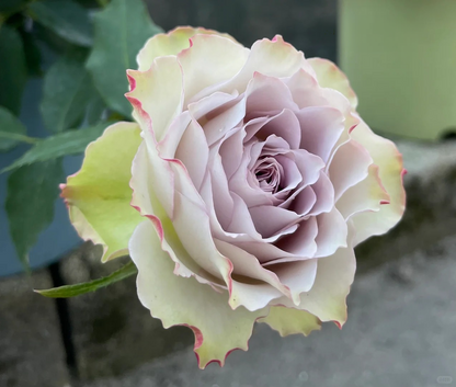 Rose ‘ Lapis Veil | ラピスベール | 青金石面纱