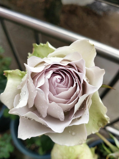Rose ‘ Lapis Veil | ラピスベール | 青金石面纱
