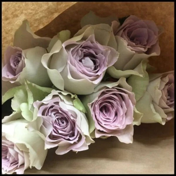 Rose ‘ Lapis Veil | ラピスベール | 青金石面纱