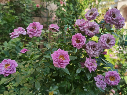 Rose 'Lavender Veranda' 薰衣草门廊