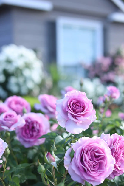 Rose 'Lavender Veranda' 薰衣草门廊