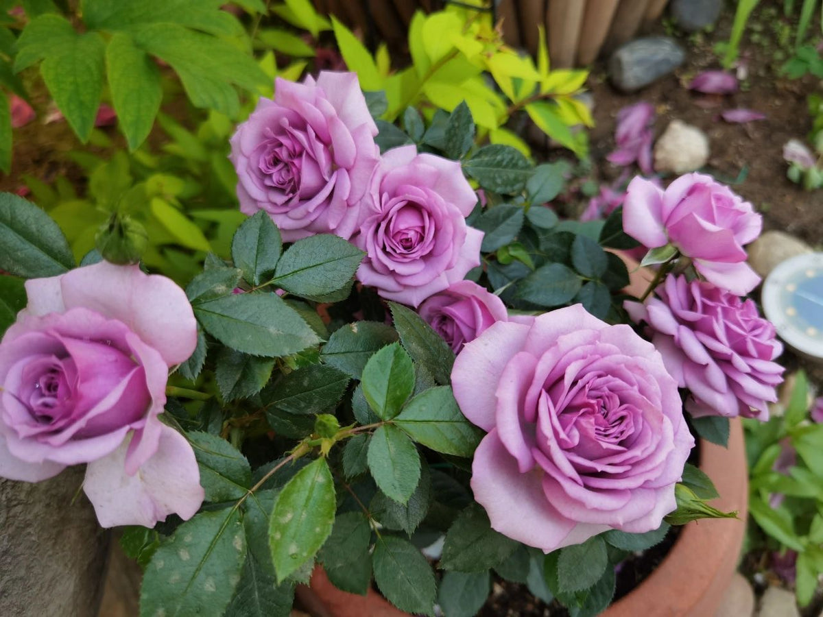 Rose 'Lavender Veranda' 薰衣草门廊