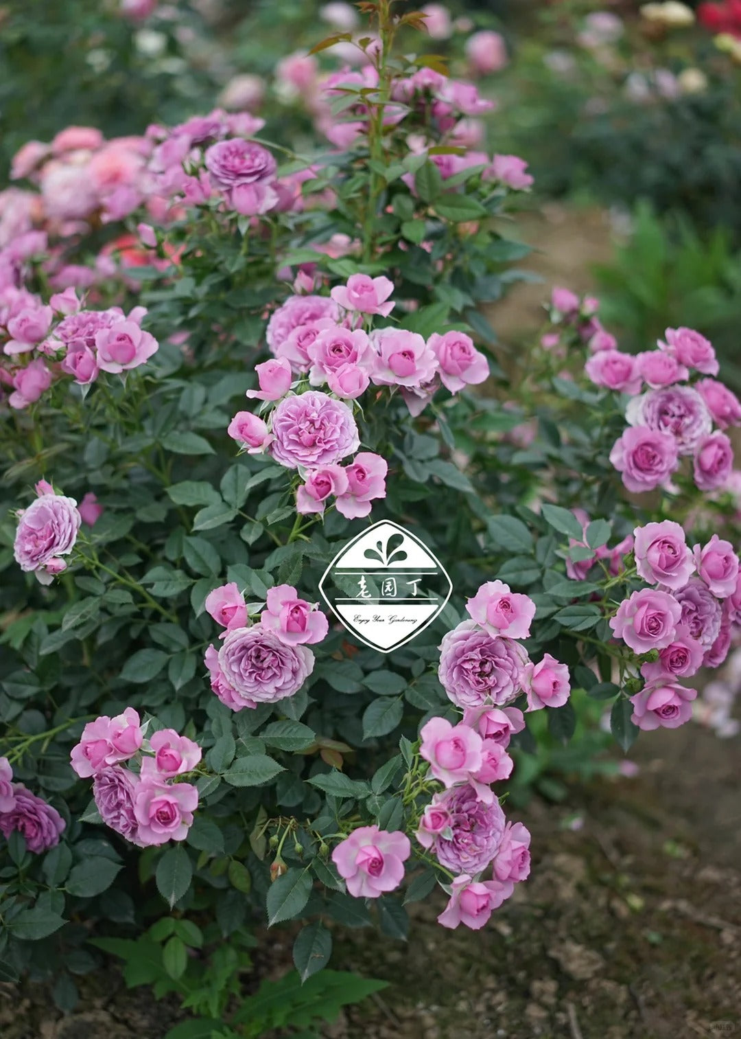 Rose 'Lavender Veranda' 薰衣草门廊