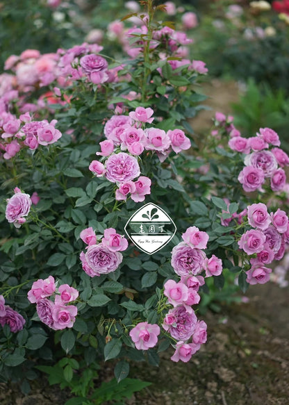 Rose 'Lavender Veranda' 薰衣草门廊