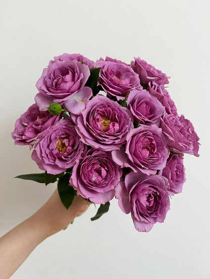 Rose 'Lavender Veranda' 薰衣草门廊