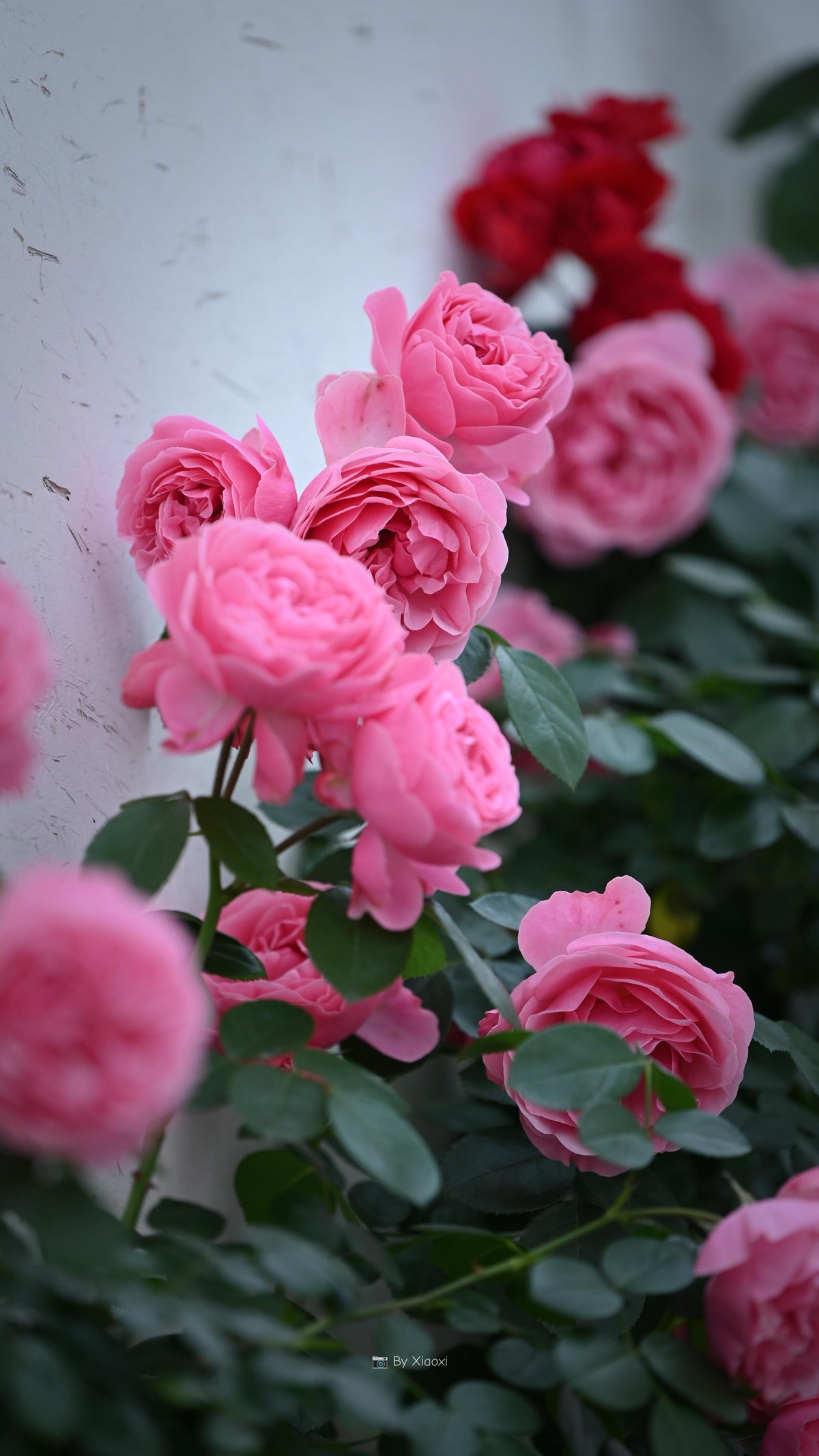 Climbing Rose 'Leonardo da Vinci' 粉色达芬奇